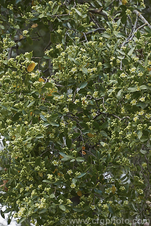 Soap Bark Tree or Soapbark (<i>Quillaja saponaria</i>) in flower. This evergreen tree is native to the warmer parts of Chile. It can grow to 20m tall and produces clusters of starry cream flowers in early summer. It is known as soap bark as the saponin-rich inner bark may be dried, powdered and used as a soap substitute. The extract quillaia is used in a wide range of products, including foods, pharmaceuticals and cosmetics to maintain foaminess and viscosity