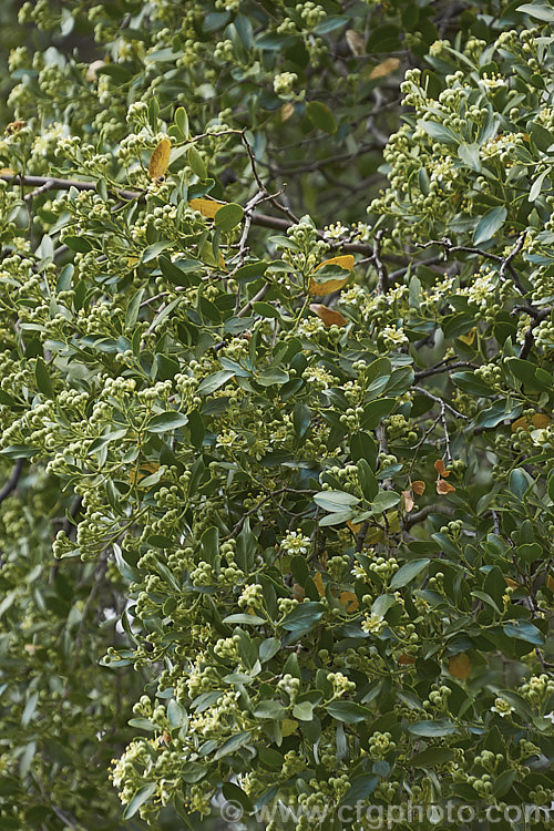 Soap Bark Tree or Soapbark (<i>Quillaja saponaria</i>) in flower. This evergreen tree is native to the warmer parts of Chile. It can grow to 20m tall and produces clusters of starry cream flowers in early summer. It is known as soap bark as the saponin-rich inner bark may be dried, powdered and used as a soap substitute. The extract quillaia is used in a wide range of products, including foods, pharmaceuticals and cosmetics to maintain foaminess and viscosity