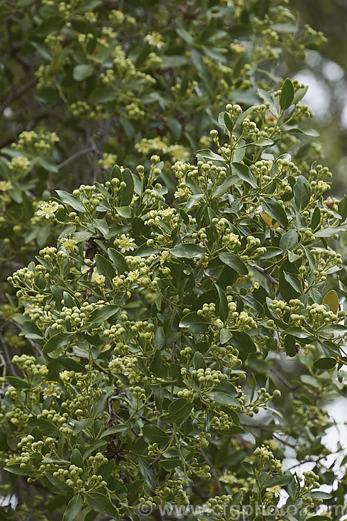 Soap Bark Tree or Soapbark (<i>Quillaja saponaria</i>) in flower. This evergreen tree is native to the warmer parts of Chile. It can grow to 20m tall and produces clusters of starry cream flowers in early summer. It is known as soap bark as the saponin-rich inner bark may be dried, powdered and used as a soap substitute. The extract quillaia is used in a wide range of products, including foods, pharmaceuticals and cosmetics to maintain foaminess and viscosity