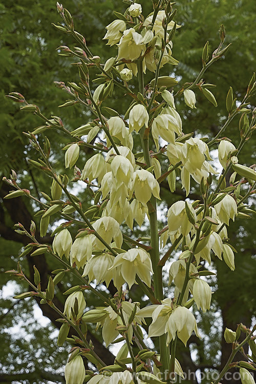The flowers of the Soapweed or Arkansas. Yucca (<i>Yucca arkansana</i>), a spear-leafed perennial found on the prairies of Arkansas, Oklahoma and Texas. Its leaves are up to 70cm long and the tall stems of greenish white flowers open in early summer.