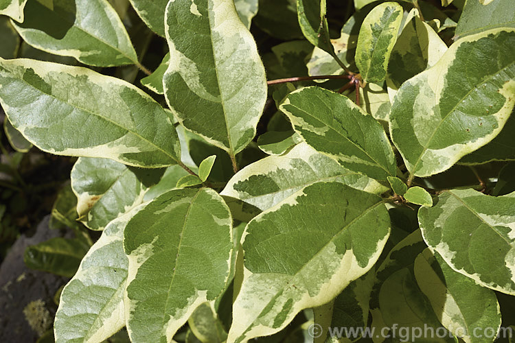 Viburnum tinus 'Bewley's Variegated', a green, grey-green and cream variegated cultivar of Laurustinus, an evergreen winter-spring-flowering shrub native to southern Europe and North Africa. The species is a tough, long-flowering, adaptable, 3-5m tall shrub often used for hedging 'Bewley's Variegated' is slower-growing, does not flower as heavily and is mainly grown as a foliage plant. viburnum-2081htm'>Viburnum.. viburnum-2081htm'>Viburnum. <a href='adoxaceae-plant-family-photoshtml'>Adoxaceae</a>.