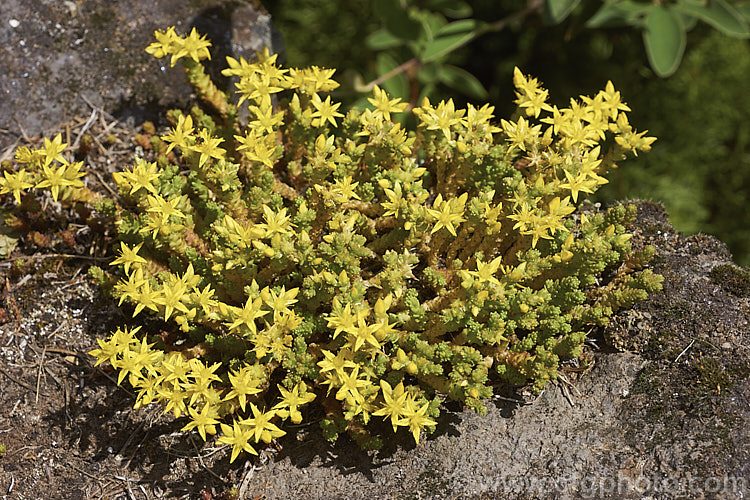Stone. Crop, Stonecrop or Wall. Pepper (<i>Sedum acre</i>), a low, spreading, mat-forming summer-flowering succulent native to Europe, North Africa and Turkey. It has naturalised in many areas. There are several variegated and coloured foliage garden cultivars. sedum-2492htm'>Sedum. <a href='crassulaceae-plant-family-photoshtml'>Crassulaceae</a>.