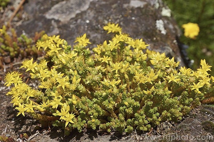 Stone. Crop, Stonecrop or Wall. Pepper (<i>Sedum acre</i>), a low, spreading, mat-forming summer-flowering succulent native to Europe, North Africa and Turkey. It has naturalised in many areas. There are several variegated and coloured foliage garden cultivars. sedum-2492htm'>Sedum. <a href='crassulaceae-plant-family-photoshtml'>Crassulaceae</a>.