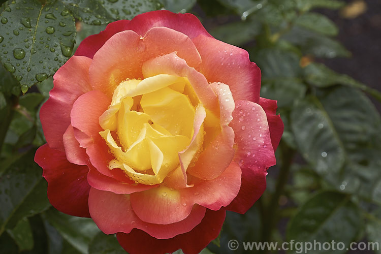 Rosa 'Sunset' (syn 'Tramonto' parentage unknown</i>), a Hybrid Tea raised in 1943 by Giacomasso of Italy. Order: Rosales, Family: Rosaceae