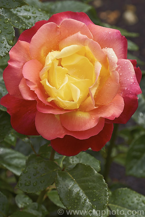 Rosa 'Sunset' (syn 'Tramonto' parentage unknown</i>), a Hybrid Tea raised in 1943 by Giacomasso of Italy. Order: Rosales, Family: Rosaceae