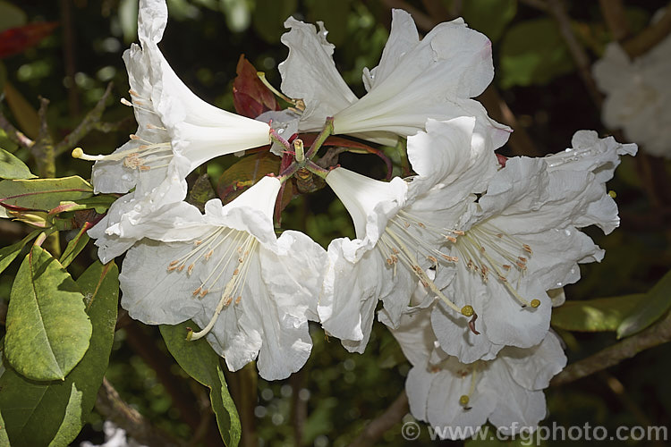 Rhododendron auriculatum, a very late flowering large evergreen shrub or small tree native to Central. China. It is among the last rhododendrons to bloom, usually around or just after the longest day, and because of the intensity of the summer sun its scented white flowers can burn even before they are fully open. First introduced to western gardens in 1901 by Ernest. Wilson, it can ultimately grow to 10m tall
