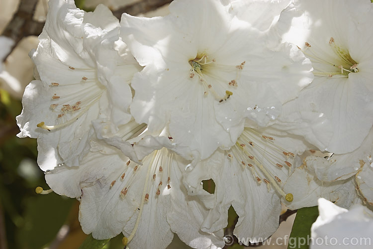 Rhododendron auriculatum, a very late flowering large evergreen shrub or small tree native to Central. China. It is among the last rhododendrons to bloom, usually around or just after the longest day, and because of the intensity of the summer sun its scented white flowers can burn even before they are fully open. First introduced to western gardens in 1901 by Ernest. Wilson, it can ultimately grow to 10m tall