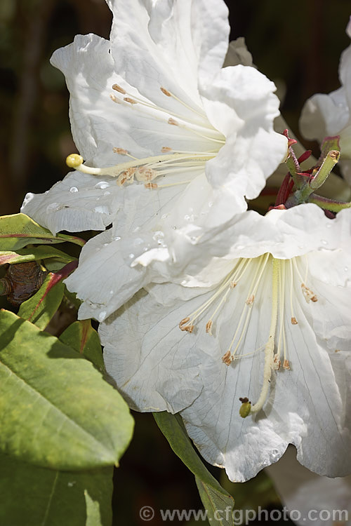 Rhododendron auriculatum, a very late flowering large evergreen shrub or small tree native to Central. China. It is among the last rhododendrons to bloom, usually around or just after the longest day, and because of the intensity of the summer sun its scented white flowers can burn even before they are fully open. First introduced to western gardens in 1901 by Ernest. Wilson, it can ultimately grow to 10m tall