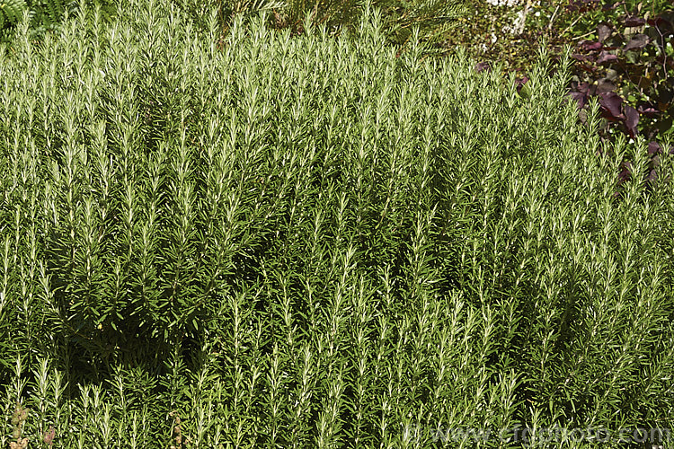 Rosemary (<i>Salvia rosmarinus</i> [syn. <i>Rosmarinus officinalis</i>]), an upright, evergreen, mainly spring- to early summer-flowering Mediterranean shrub. Its oils are commonly used for fragrances and its foliage as a culinary herb. Order: Lamiales, Family: Lamiaceae