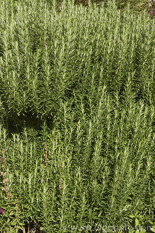 Rosemary (<i>Salvia rosmarinus</i> [syn. <i>Rosmarinus officinalis</i>]), an upright, evergreen, mainly spring- to early summer-flowering Mediterranean shrub. Its oils are commonly used for fragrances and its foliage as a culinary herb. Order: Lamiales, Family: Lamiaceae