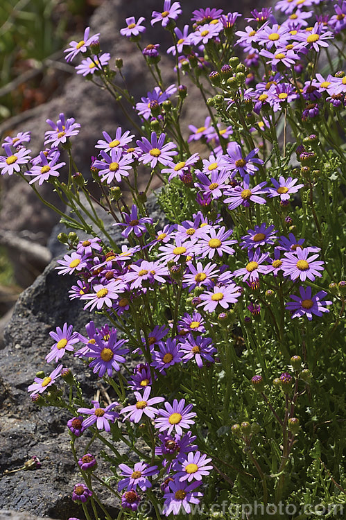 Wild Cineraria, Purple Ragwort or Purple Groundsel (<i>Senecio elegans</i>), a summer-flowering semi-succulent annual or short-lived perennial up to 60cm high and wide. Originally native to southern Africa, it has now naturalised in many mild coastal areas around the world. senecio-3303htm'>Senecio.