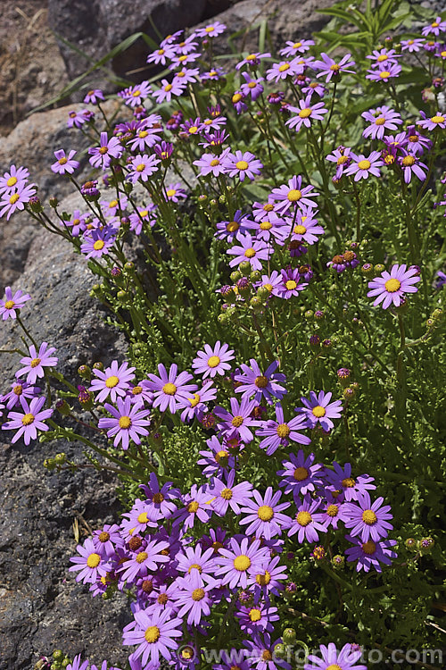 Wild Cineraria, Purple Ragwort or Purple Groundsel (<i>Senecio elegans</i>), a summer-flowering semi-succulent annual or short-lived perennial up to 60cm high and wide. Originally native to southern Africa, it has now naturalised in many mild coastal areas around the world. senecio-3303htm'>Senecio.