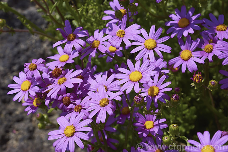 Wild Cineraria, Purple Ragwort or Purple Groundsel (<i>Senecio elegans</i>), a summer-flowering semi-succulent annual or short-lived perennial up to 60cm high and wide. Originally native to southern Africa, it has now naturalised in many mild coastal areas around the world. senecio-3303htm'>Senecio.
