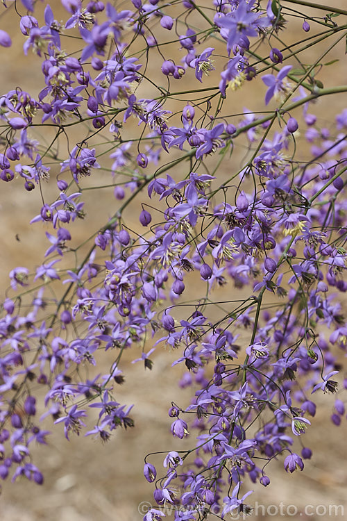 The dainty flower spray of Thalictrum delavayi (syn. Thalictrum dipterocarpum</i>), a late spring- to summer-flowering herbaceous perennial from western China and eastern Tibet. Its flowering stems can grow to around 18m tall thalictrum-2040htm'>Thalictrum.