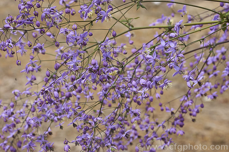 The dainty flower spray of Thalictrum delavayi (syn. Thalictrum dipterocarpum</i>), a late spring- to summer-flowering herbaceous perennial from western China and eastern Tibet. Its flowering stems can grow to around 18m tall thalictrum-2040htm'>Thalictrum.