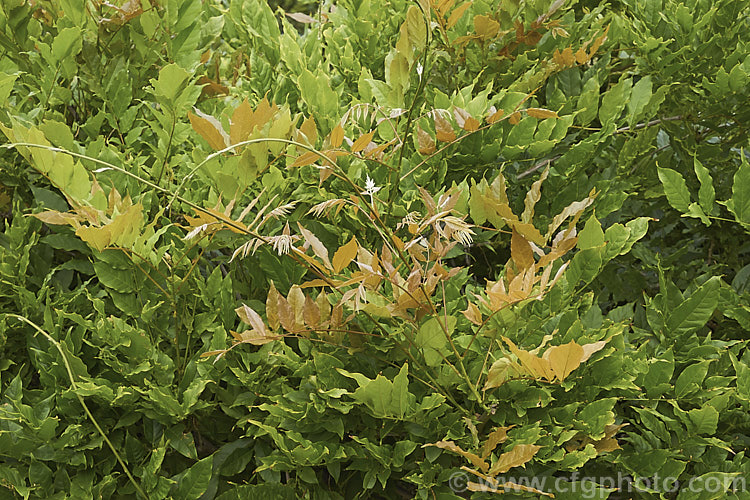 The summer foliage of Chinese Wisteria (<i>Wisteria sinensis</i>), a spring-flowering, twining vine native to China. It is the parent of many cultivars. wisteria-2308htm'>Wisteria.