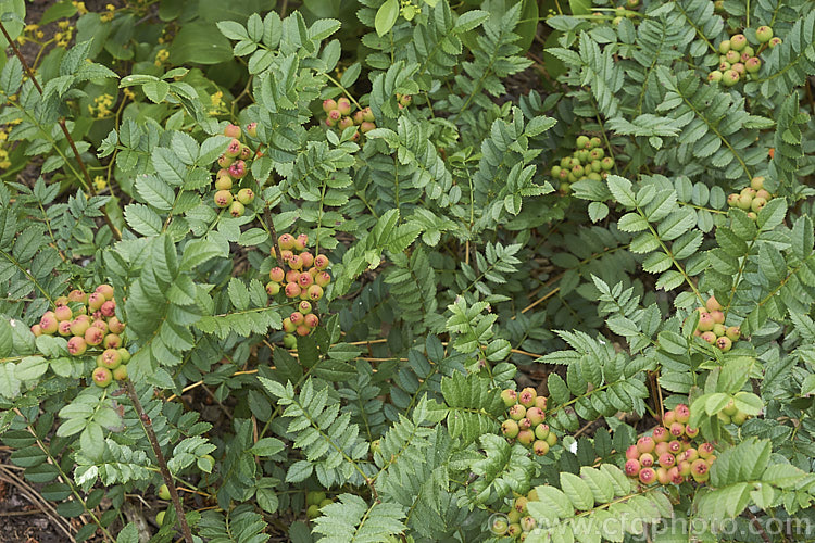 Sorbus reducta, a spreading, suckering, deciduous 30cm-15m high shrub native to western China and Burma. Its small spring-borne heads of tiny white flowers are followed by clusters of equally small carmine-red berries. It is shown here in mid-summer with nearly ripe fruit. sorbus-2143htm'>Sorbus.