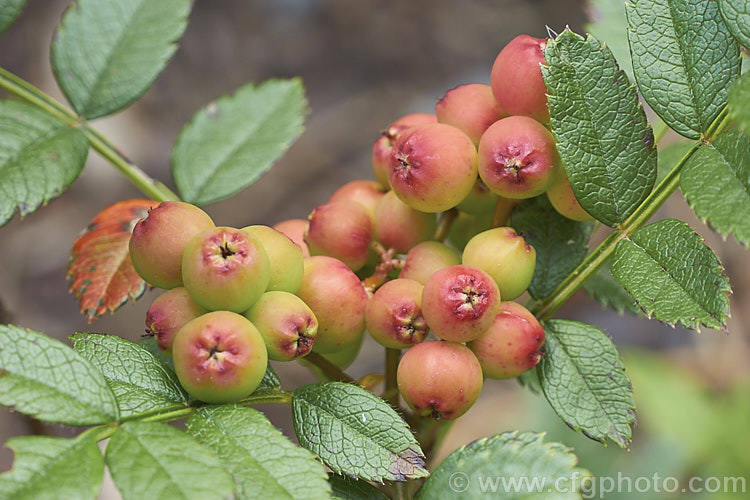 Sorbus reducta, a spreading, suckering, deciduous 30cm-15m high shrub native to western China and Burma. Its small spring-borne heads of tiny white flowers are followed by clusters of equally small carmine-red berries. It is shown here in mid-summer with nearly ripe fruit. sorbus-2143htm'>Sorbus.