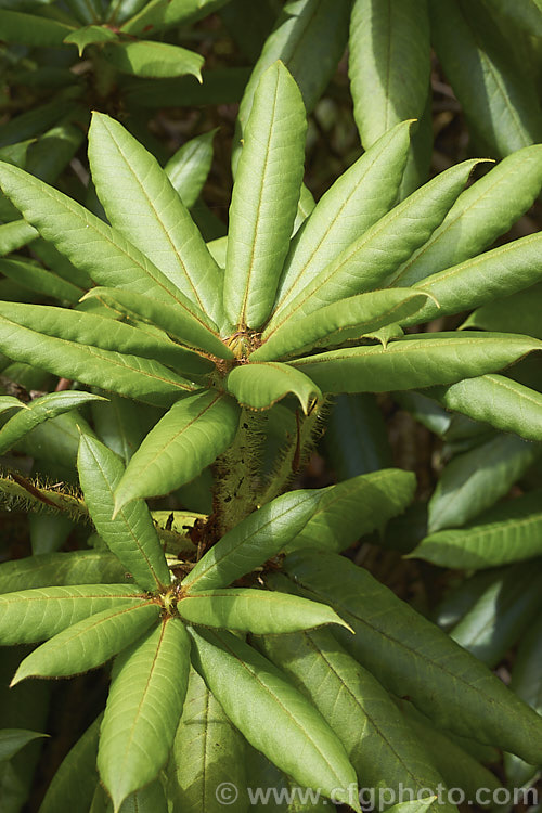 Rhododendron strigillosum, an erect shrub typically around 3-5m tall but capable of reaching 10. It is native to Yunnan and Sichuan, China, where it occurs at elevations from 1600-3800m. It is notable not only for its bright red flowers, but also for the dense, bristly, sticky hairs that cover its stems, buds and the midribs of the leaves