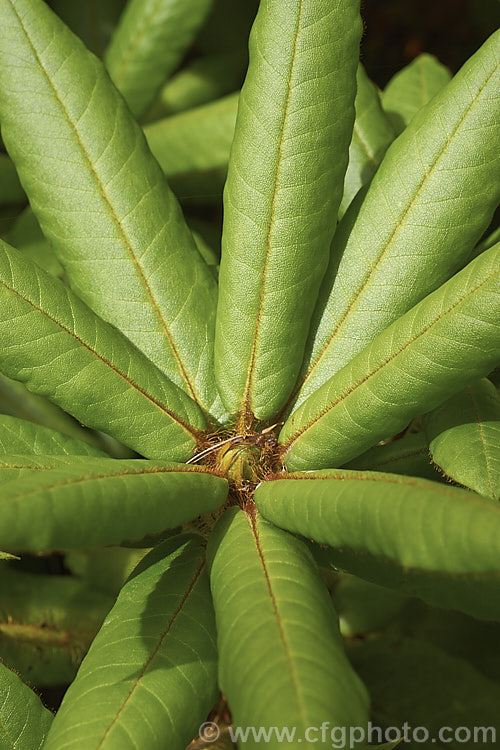 Rhododendron strigillosum, an erect shrub typically around 3-5m tall but capable of reaching 10. It is native to Yunnan and Sichuan, China, where it occurs at elevations from 1600-3800m. It is notable not only for its bright red flowers, but also for the dense, bristly, sticky hairs that cover its stems, buds and the midribs of the leaves