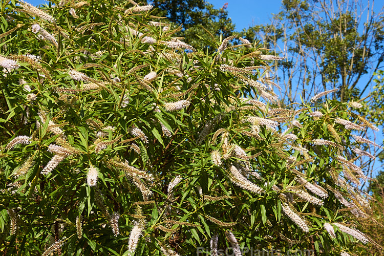 Koromiko (<i>Veronica salicifolia</i> [syn. <i>Hebe salicifolia</i>]), a large evergreen shrub native to New Zealand, where it occurs throughout the South Island and Stewart Island The main flowering period is early summer, but in a mild climate the plant has flowerheads for much of the year. It can grow to as much as 4.5m high and wide but is easily kept trimmed to a much smaller size. Order: Lamiales, Family: Plantaginaceae