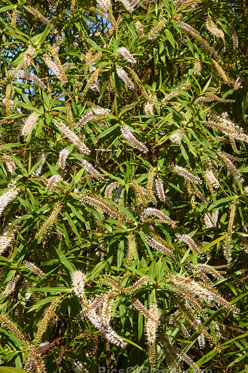 Koromiko (<i>Veronica salicifolia</i> [syn. <i>Hebe salicifolia</i>]), a large evergreen shrub native to New Zealand, where it occurs throughout the South Island and Stewart Island The main flowering period is early summer, but in a mild climate the plant has flowerheads for much of the year. It can grow to as much as 4.5m high and wide but is easily kept trimmed to a much smaller size. Order: Lamiales, Family: Plantaginaceae