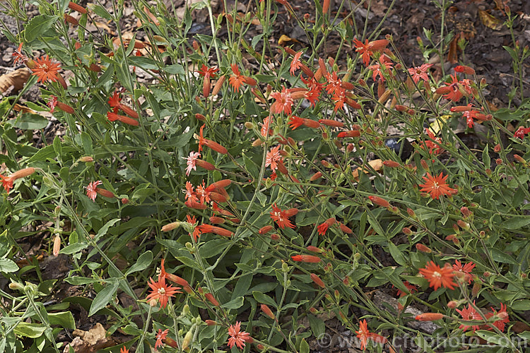 Red Catchfly or Cardinal. Catchfly (<i>Silene laciniata</i>), a summer-flowering perennial found in the southwestern United States, from California to Texas, and in northern Mexico. It usually has a low, spreading growth habit but some stems can be more erect, up to 1m high. silene-2496htm'>Silene. Order: Caryophyllales, Family: Caryophyllaceae