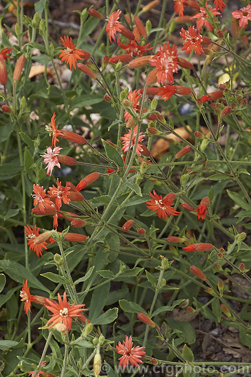 Red Catchfly or Cardinal. Catchfly (<i>Silene laciniata</i>), a summer-flowering perennial found in the southwestern United States, from California to Texas, and in northern Mexico. It usually has a low, spreading growth habit but some stems can be more erect, up to 1m high. silene-2496htm'>Silene. Order: Caryophyllales, Family: Caryophyllaceae