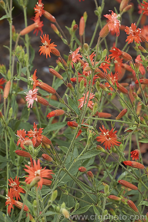 Red Catchfly or Cardinal. Catchfly (<i>Silene laciniata</i>), a summer-flowering perennial found in the southwestern United States, from California to Texas, and in northern Mexico. It usually has a low, spreading growth habit but some stems can be more erect, up to 1m high. silene-2496htm'>Silene. Order: Caryophyllales, Family: Caryophyllaceae