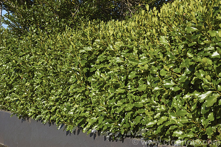 Kapuka or Broadleaf (<i>Griselinia littoralis</i>) grown as a low hedge. This evergreen shrub or small tree, 5-15m tall, is native to New Zealand Often an epiphyte in the wild, it is cultivated for its large, tough, leathery leaves and can be used for hedging. Individually, its green flowers are inconspicuous, but they are massed together in large heads and are followed by purple-black berries. griselinia-2290htm'>Griselinia. <a href='griseliniaceae-plant-family-photoshtml'>Griseliniaceae</a>.