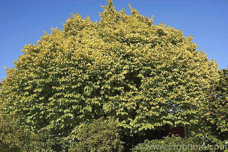 Golden Wych Elm (<i>Ulmus glabra 'Lutescens'), a cultivar of the Scotch Elm or Wych Elm that has soft buttery yellow spring foliage that matures to bright yellow (lime green where shaded</i>) before turning golden in autumn. It grows to around 15m tall, with a slightly wider spread. It is quite easily confused with the Golden Elm (<i>Ulmus procera 'Louis van Houtte'), but has larger, softer leaves. Order: Rosales, Family: Ulmaceae