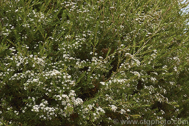 Twiggy. Heath. Myrtle (<i>Sannantha virgata [syns. Babingtonia virgata, Baeckea virgata]), an evergreen, 2m high and wide shrub found in a small area in the ranges of northeastern Victoria, Australia. It has small, narrow leaves that taper to a sharp point and an abundance of tiny white to cream flowers from late spring. It could easily be mistaken for a Leptospermum species but is generally smaller and less robustly built in both leaf and flowers. The classification of this species is rather confused and some forms previously included with Baeckea virgata are now classified as Sannantha bidwillii. sannantha-3277htm'>Sannantha. .