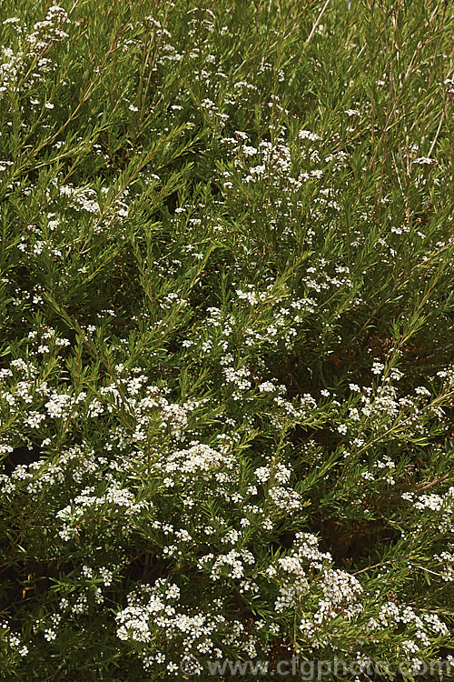 Twiggy. Heath. Myrtle (<i>Sannantha virgata [syns. Babingtonia virgata, Baeckea virgata]), an evergreen, 2m high and wide shrub found in a small area in the ranges of northeastern Victoria, Australia. It has small, narrow leaves that taper to a sharp point and an abundance of tiny white to cream flowers from late spring. It could easily be mistaken for a Leptospermum species but is generally smaller and less robustly built in both leaf and flowers. The classification of this species is rather confused and some forms previously included with Baeckea virgata are now classified as Sannantha bidwillii. sannantha-3277htm'>Sannantha. .