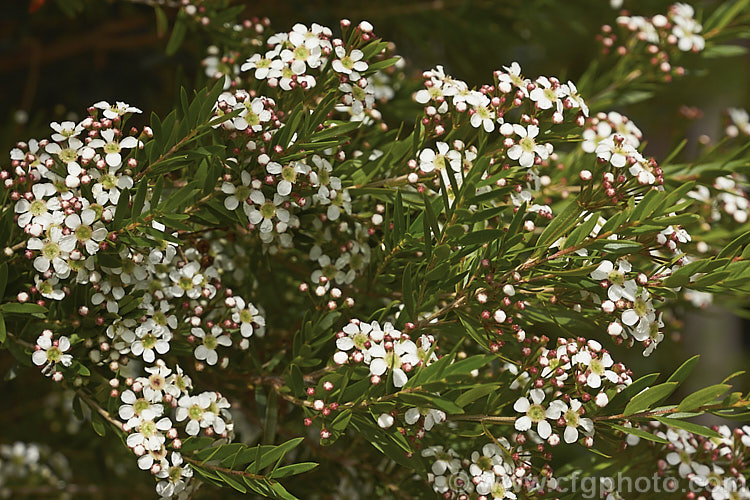 Twiggy. Heath. Myrtle (<i>Sannantha virgata [syns. Babingtonia virgata, Baeckea virgata]), an evergreen, 2m high and wide shrub found in a small area in the ranges of northeastern Victoria, Australia. It has small, narrow leaves that taper to a sharp point and an abundance of tiny white to cream flowers from late spring. It could easily be mistaken for a Leptospermum species but is generally smaller and less robustly built in both leaf and flowers. The classification of this species is rather confused and some forms previously included with Baeckea virgata are now classified as Sannantha bidwillii. sannantha-3277htm'>Sannantha. .
