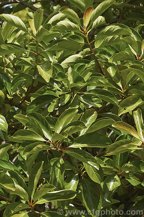 The summer foliage of Viburnum odoratissimum, an evergreen shrub up to 10m tall (typically 4m high and wide</i>) found from the mountains of India and Burma to Japan and the Philippines and into China. It has tiny, very fragrant, white flowers in spring, clustered together in showy heads and followed by red berries that blacken when ripe. viburnum-2081htm'>Viburnum.. viburnum-2081htm'>Viburnum. <a href='adoxaceae-plant-family-photoshtml'>Adoxaceae</a>.