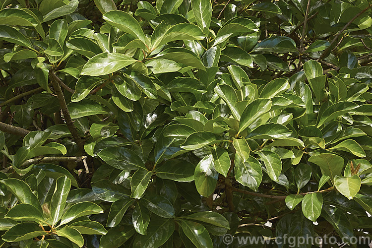 The summer foliage of Viburnum odoratissimum, an evergreen shrub up to 10m tall (typically 4m high and wide</i>) found from the mountains of India and Burma to Japan and the Philippines and into China. It has tiny, very fragrant, white flowers in spring, clustered together in showy heads and followed by red berries that blacken when ripe. viburnum-2081htm'>Viburnum.. viburnum-2081htm'>Viburnum. <a href='adoxaceae-plant-family-photoshtml'>Adoxaceae</a>.