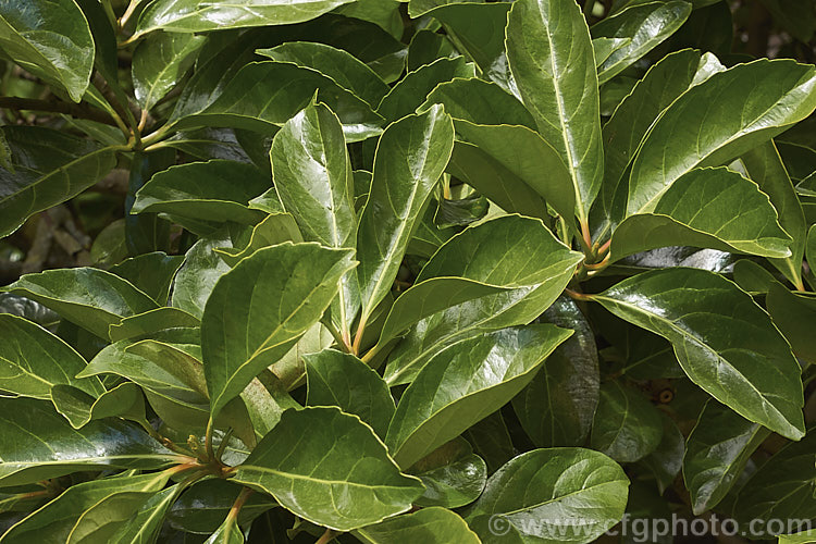 The summer foliage of Viburnum odoratissimum, an evergreen shrub up to 10m tall (typically 4m high and wide</i>) found from the mountains of India and Burma to Japan and the Philippines and into China. It has tiny, very fragrant, white flowers in spring, clustered together in showy heads and followed by red berries that blacken when ripe. viburnum-2081htm'>Viburnum.. viburnum-2081htm'>Viburnum. <a href='adoxaceae-plant-family-photoshtml'>Adoxaceae</a>.