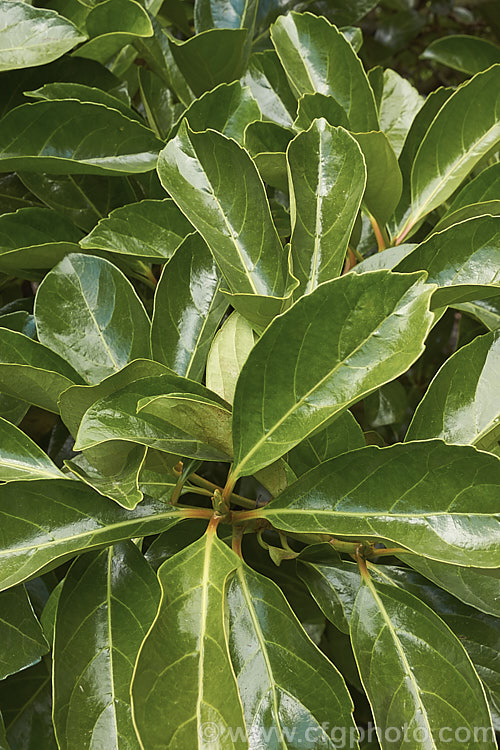 The summer foliage of Viburnum odoratissimum, an evergreen shrub up to 10m tall (typically 4m high and wide</i>) found from the mountains of India and Burma to Japan and the Philippines and into China. It has tiny, very fragrant, white flowers in spring, clustered together in showy heads and followed by red berries that blacken when ripe. viburnum-2081htm'>Viburnum.. viburnum-2081htm'>Viburnum. <a href='adoxaceae-plant-family-photoshtml'>Adoxaceae</a>.