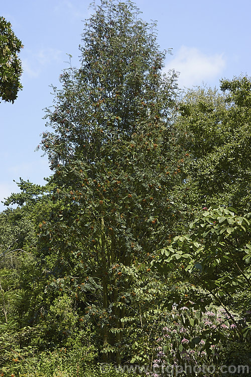 Esserteau's Rowan (<i>Sorbus esserteauana [syn. Sorbus esserteauiana]), a deciduous, 8-12m tall tree native to western China. Its spring-borne heads of small white flowers develop into clusters of red fruits or, less commonly, golden yellow to orange fruit. sorbus-2143htm'>Sorbus.