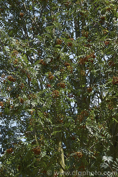 Esserteau's Rowan (<i>Sorbus esserteauana [syn. Sorbus esserteauiana]), a deciduous, 8-12m tall tree native to western China. Its spring-borne heads of small white flowers develop into clusters of red fruits or, less commonly, golden yellow to orange fruit. sorbus-2143htm'>Sorbus.
