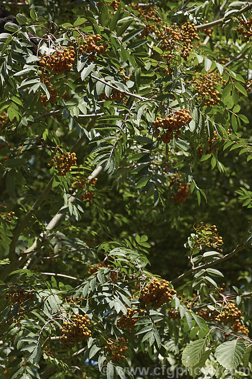 Esserteau's Rowan (<i>Sorbus esserteauana [syn. Sorbus esserteauiana]), a deciduous, 8-12m tall tree native to western China. Its spring-borne heads of small white flowers develop into clusters of red fruits or, less commonly, golden yellow to orange fruit. sorbus-2143htm'>Sorbus.