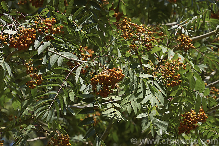 Esserteau's Rowan (<i>Sorbus esserteauana [syn. Sorbus esserteauiana]), a deciduous, 8-12m tall tree native to western China. Its spring-borne heads of small white flowers develop into clusters of red fruits or, less commonly, golden yellow to orange fruit. sorbus-2143htm'>Sorbus.
