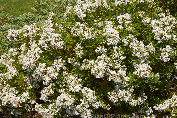 <i>Veronica subfulvida</i> (syn. <i>Hebe divaricata</i>), a spreading, 1-3m tall, summer-flowering shrub from Marlborough and Nelson, New Zealand. It is superficially similar to the more common <i>Veronica diosmifolia</i> (syn. <i>Hebe diosmifolia</i>). Order: Lamiales, Family: Plantaginaceae