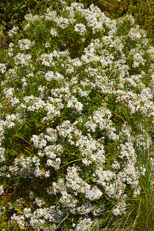 <i>Veronica subfulvida</i> (syn. <i>Hebe divaricata</i>), a spreading, 1-3m tall, summer-flowering shrub from Marlborough and Nelson, New Zealand. It is superficially similar to the more common <i>Veronica diosmifolia</i> (syn. <i>Hebe diosmifolia</i>). Order: Lamiales, Family: Plantaginaceae