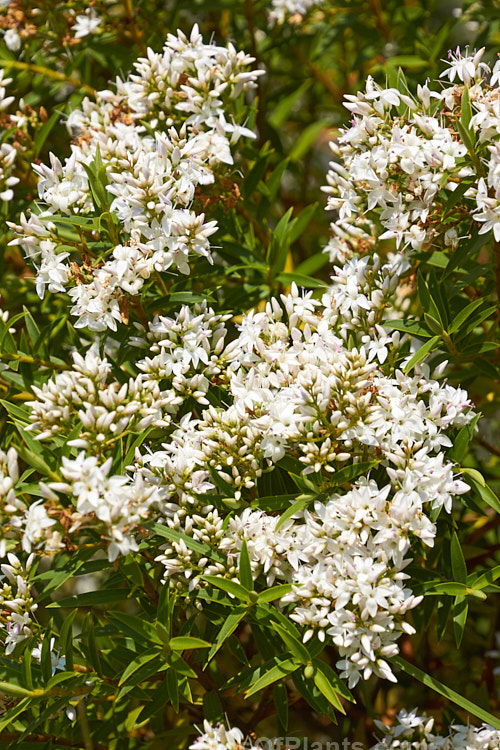 <i>Veronica subfulvida</i> (syn. <i>Hebe divaricata</i>), a spreading, 1-3m tall, summer-flowering shrub from Marlborough and Nelson, New Zealand. It is superficially similar to the more common <i>Veronica diosmifolia</i> (syn. <i>Hebe diosmifolia</i>). Order: Lamiales, Family: Plantaginaceae