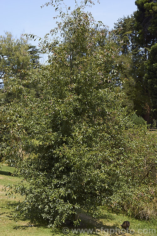 A young Quercus affinis, an evergreen oak tree native to northern and central Mexico, where it occurs in a narrow elevation band from 1200-1300m. It can reach 25m tall but is usually considerably smaller and may be shrubby It is closely related to Quercus laurina and may hybridise naturally with that species