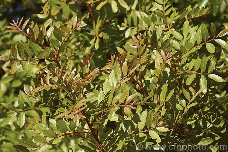 Brazilian. Pepper. Tree or Aroeira (<i>Schinus terebinthifolius</i>) with new summer foliage. This evergreen shrub or small tree is up to 7m tall and found from Venezuela to Argentina, it has small greenish white flowers followed by dry red or pink fruits. schinus-2490htm'>Schinus. <a href='anacardiaceae-plant-family-photoshtml'>Anacardiaceae</a>.