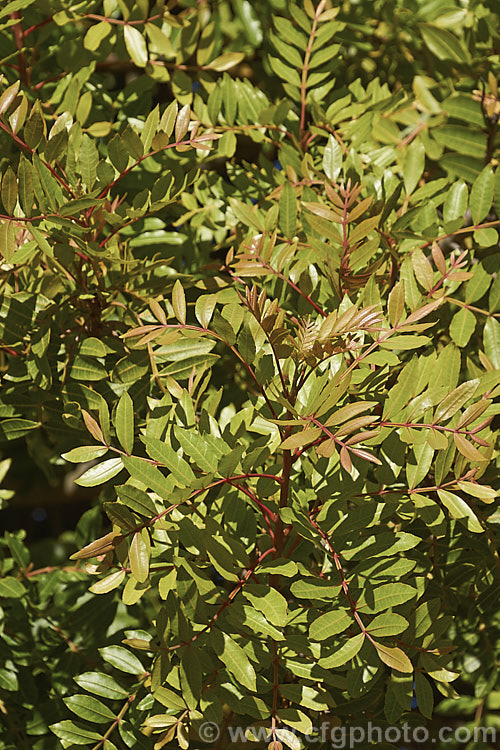 Brazilian. Pepper. Tree or Aroeira (<i>Schinus terebinthifolius</i>) with new summer foliage. This evergreen shrub or small tree is up to 7m tall and found from Venezuela to Argentina, it has small greenish white flowers followed by dry red or pink fruits. schinus-2490htm'>Schinus. <a href='anacardiaceae-plant-family-photoshtml'>Anacardiaceae</a>.