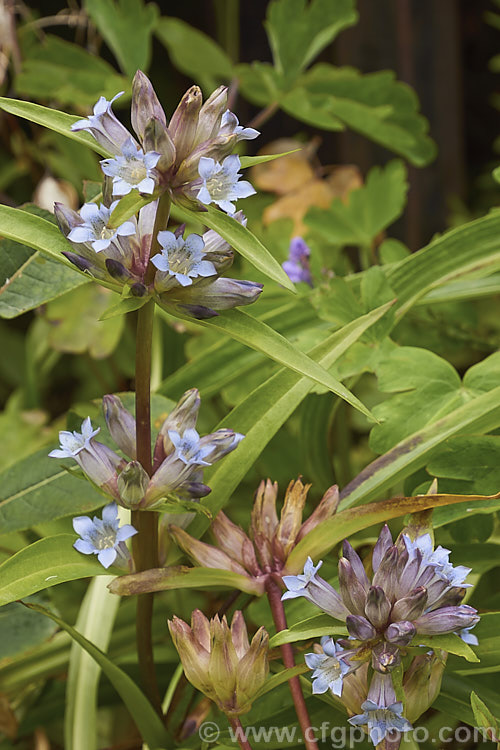 Tibetan Gentian or Qin. Jiao (<i>Gentiana tibetica</i>), a summer- to autumn-flowering perennial native to the western Chinese and Tibetan Himalayas. Unlike many gentians, its flowers, which range in colour from white, through cream to pale mauve blue, are not spectacular or vivid blue and they vary in how fully they open. This example is among the more open and colourful. The plant is primarily cultivated for its bold foliage and shade tolerance. It also has uses in Chinese medicine. gentiana-2191htm'>Gentiana. <a href='gentianaceae-plant-family-photoshtml'>Gentianaceae</a>.