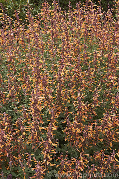 <i>Agastache aurantiaca</i> 'Apricot Sprite', a brightly coloured, very heavy-flowering cultivar of Orange Hummingbird Mint, a long-flowering shrubby perennial native to the southwestern United States and northern Mexico. It grows to around 80cm high and wide. Order: Lamiales, Family: Lamiaceae